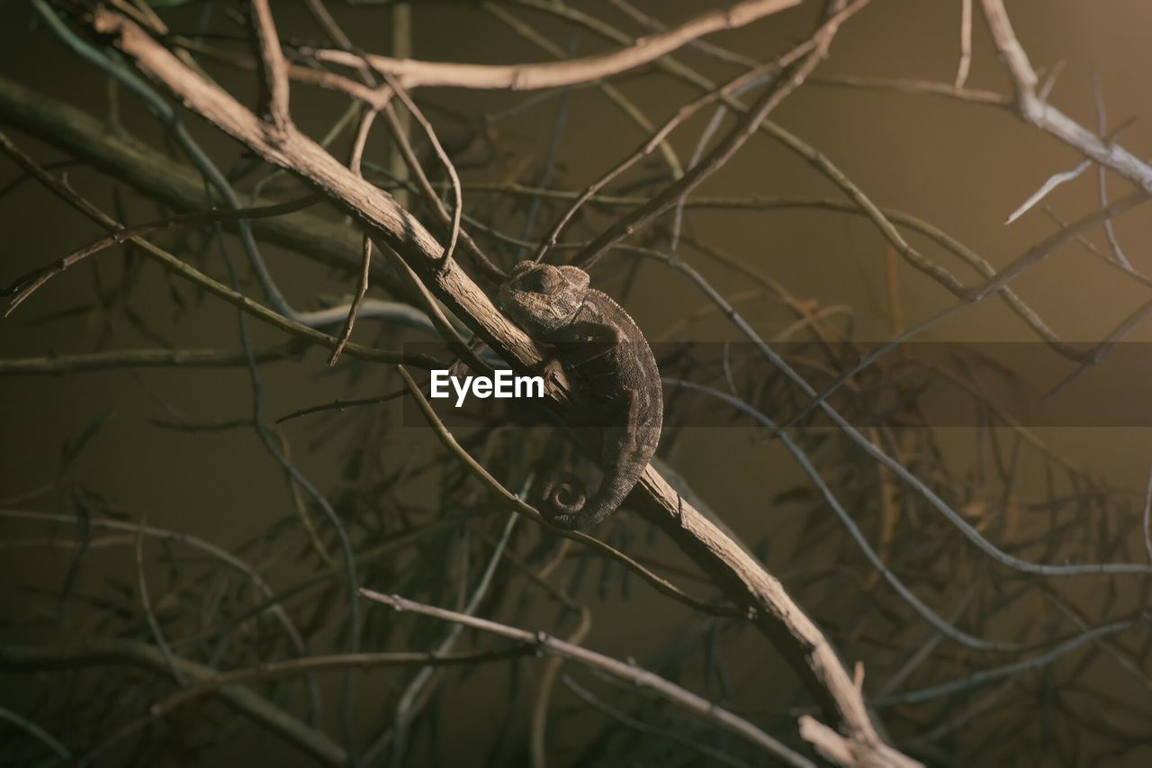 Chameleon on tree at zoo