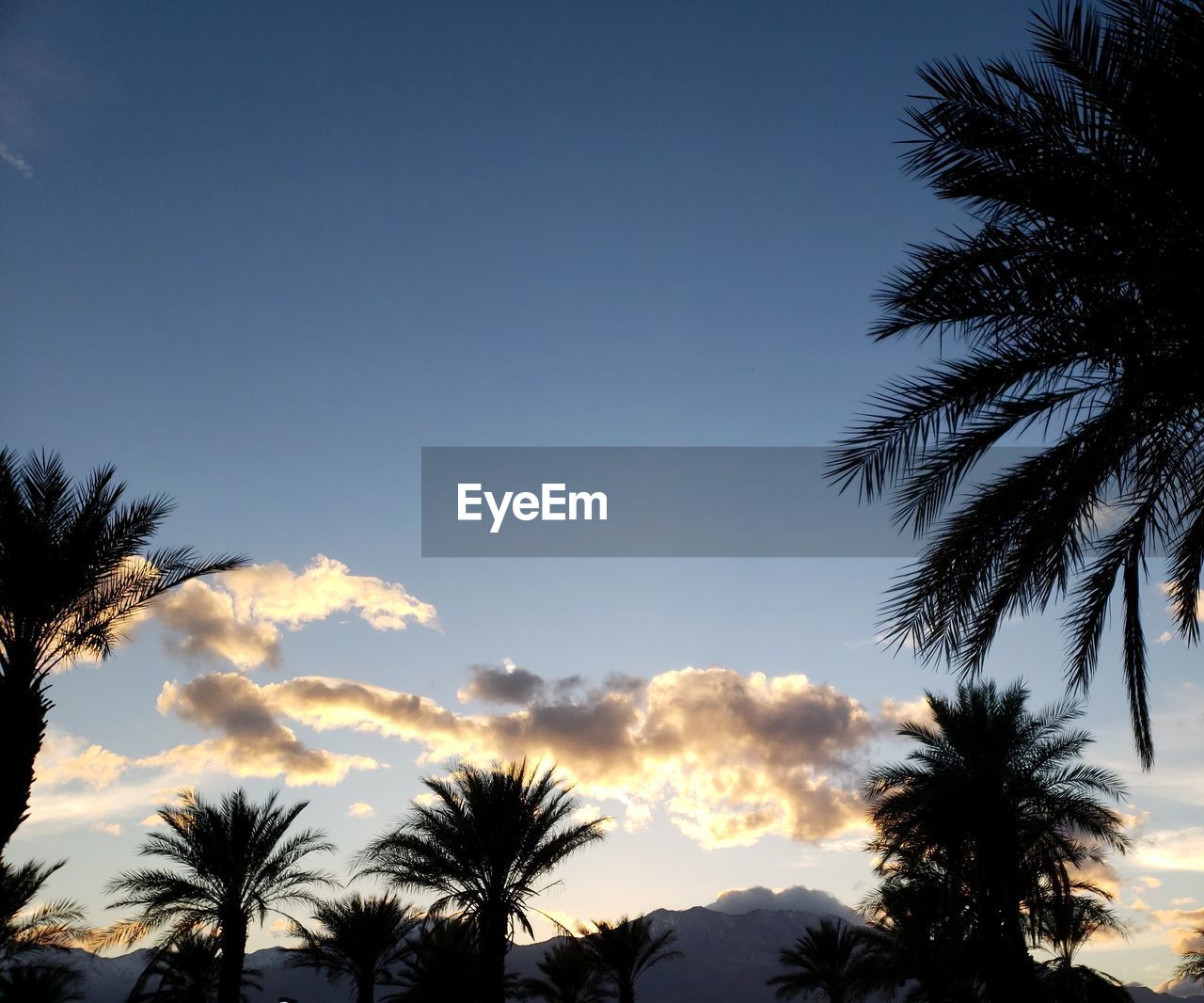 LOW ANGLE VIEW OF SILHOUETTE PALM TREES AGAINST SKY