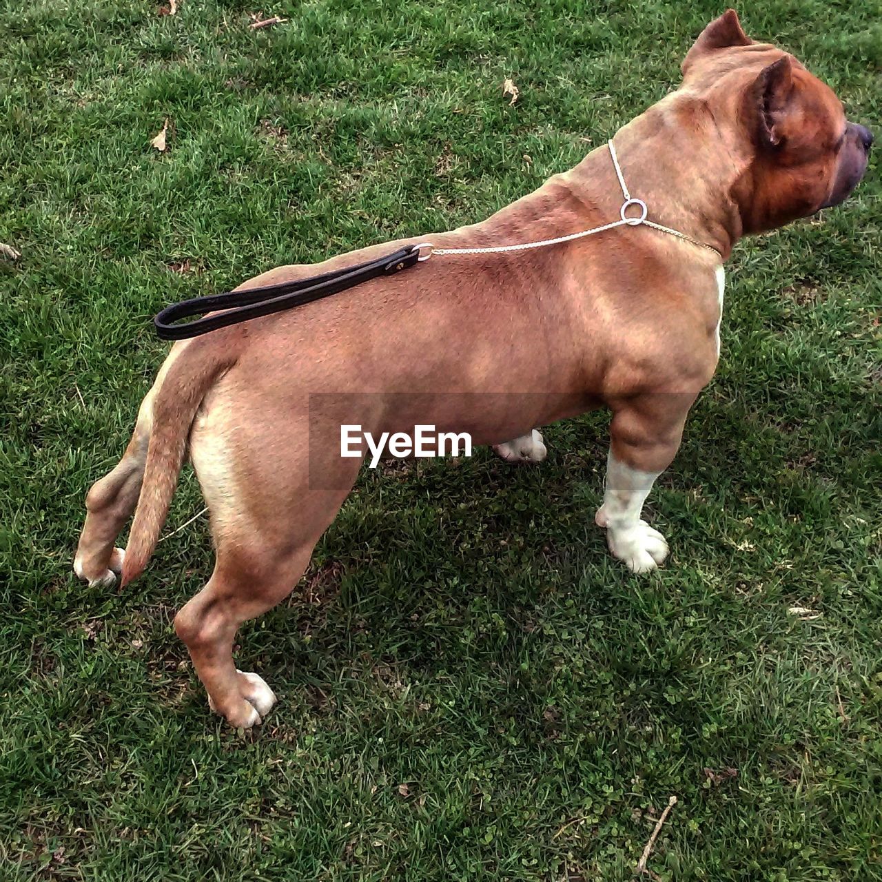 DOG STANDING ON GRASSY FIELD