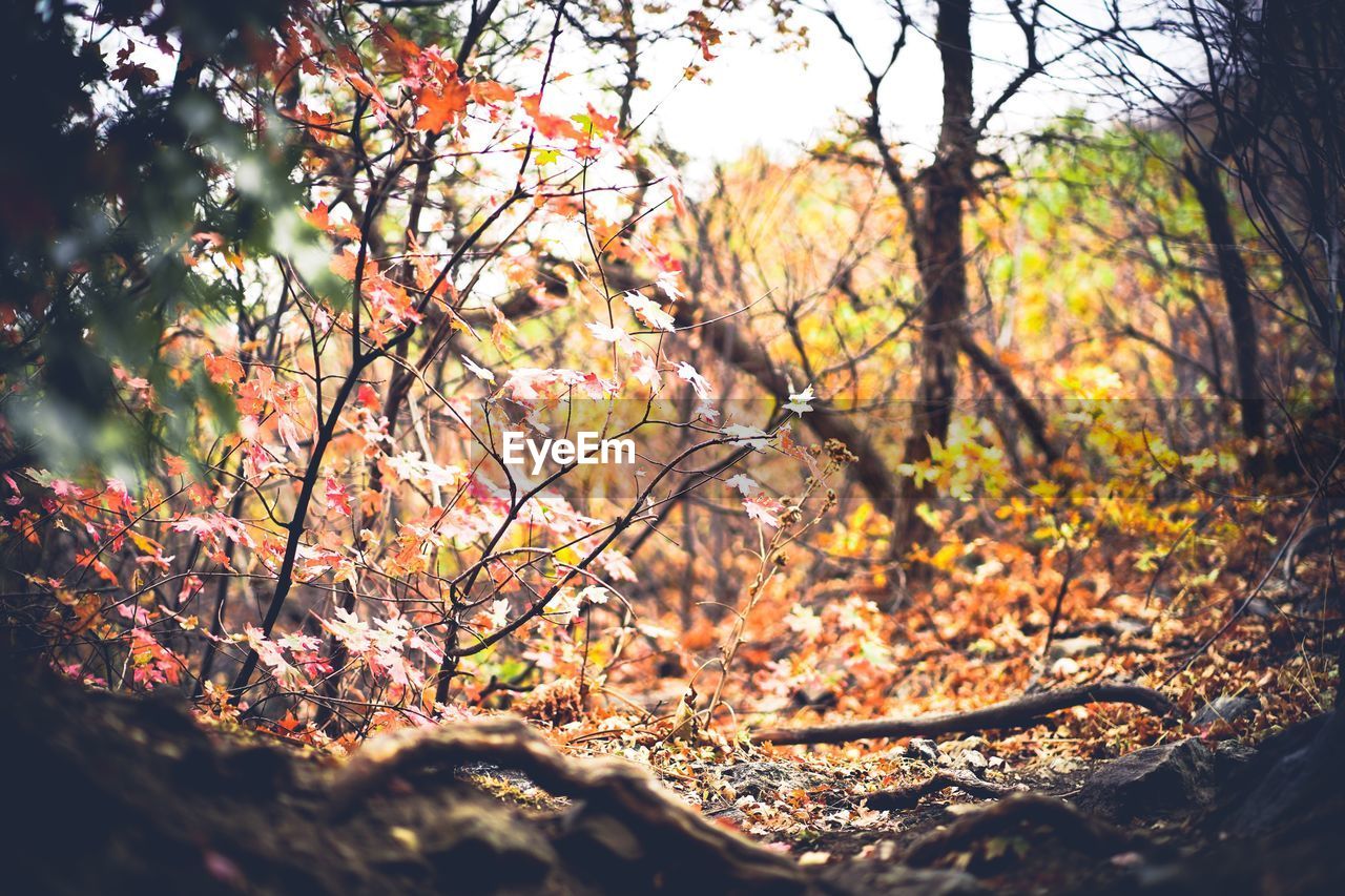 Scenic view of trees in forest during autumn