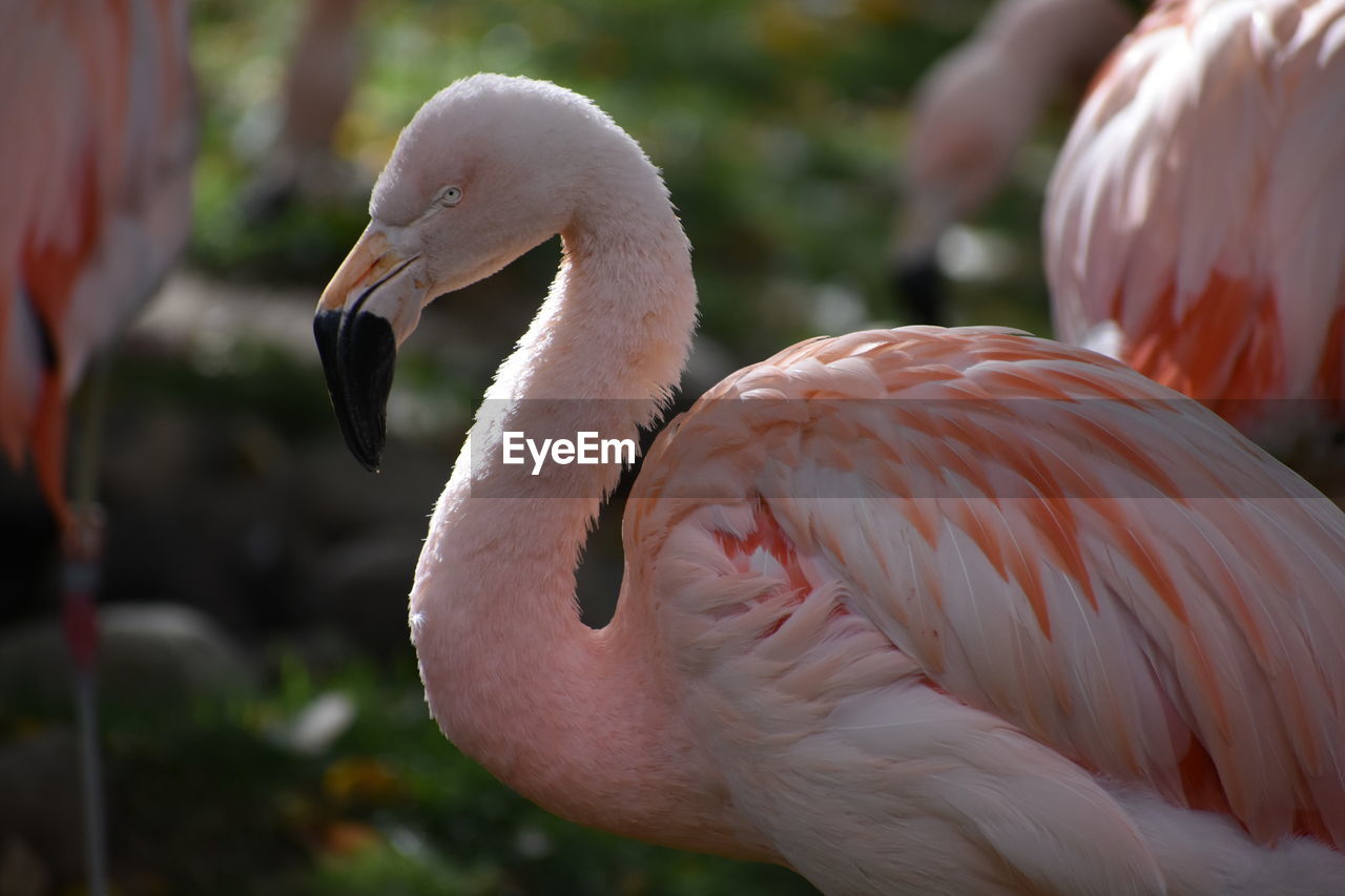 Close-up of flamingo perching outdoors
