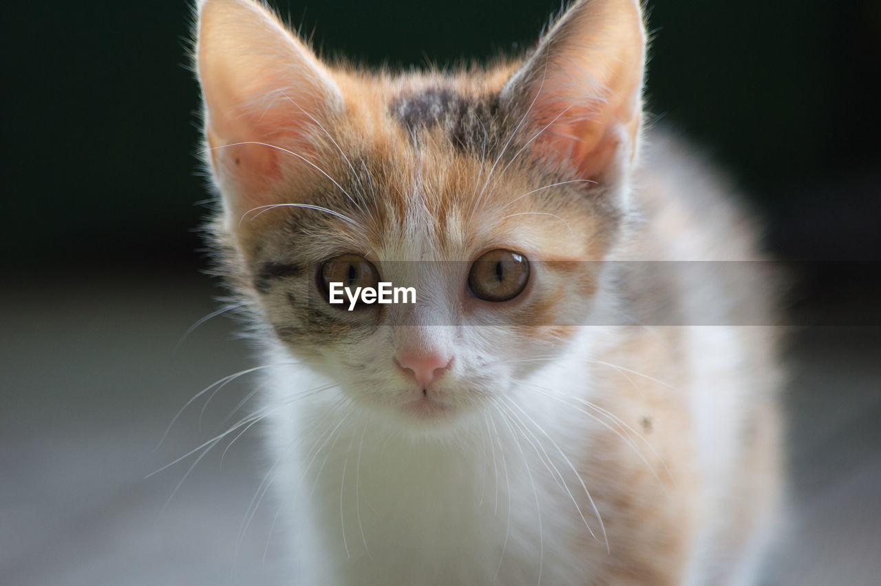 CLOSE-UP PORTRAIT OF CAT ON FLOOR