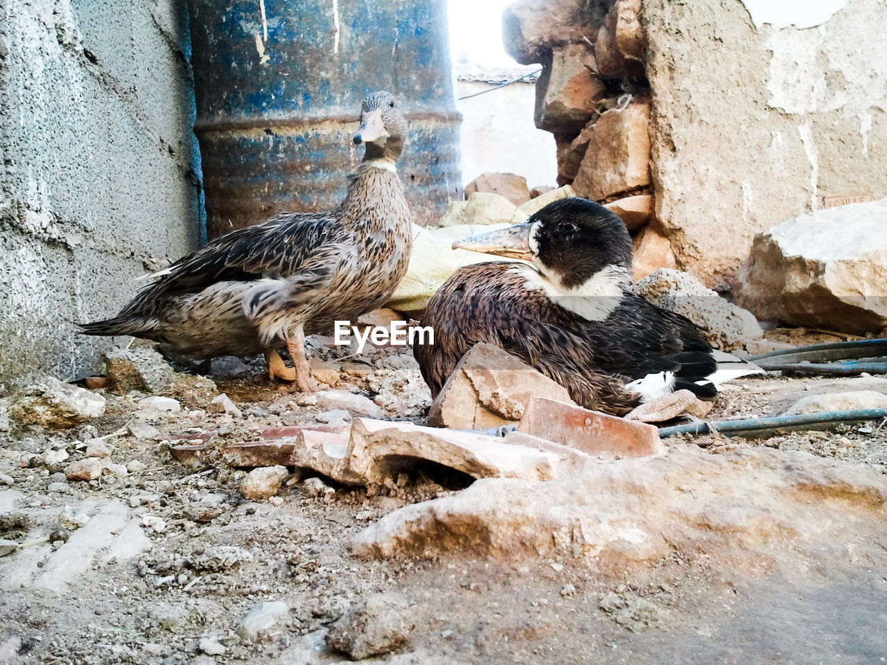 View of birds on wall