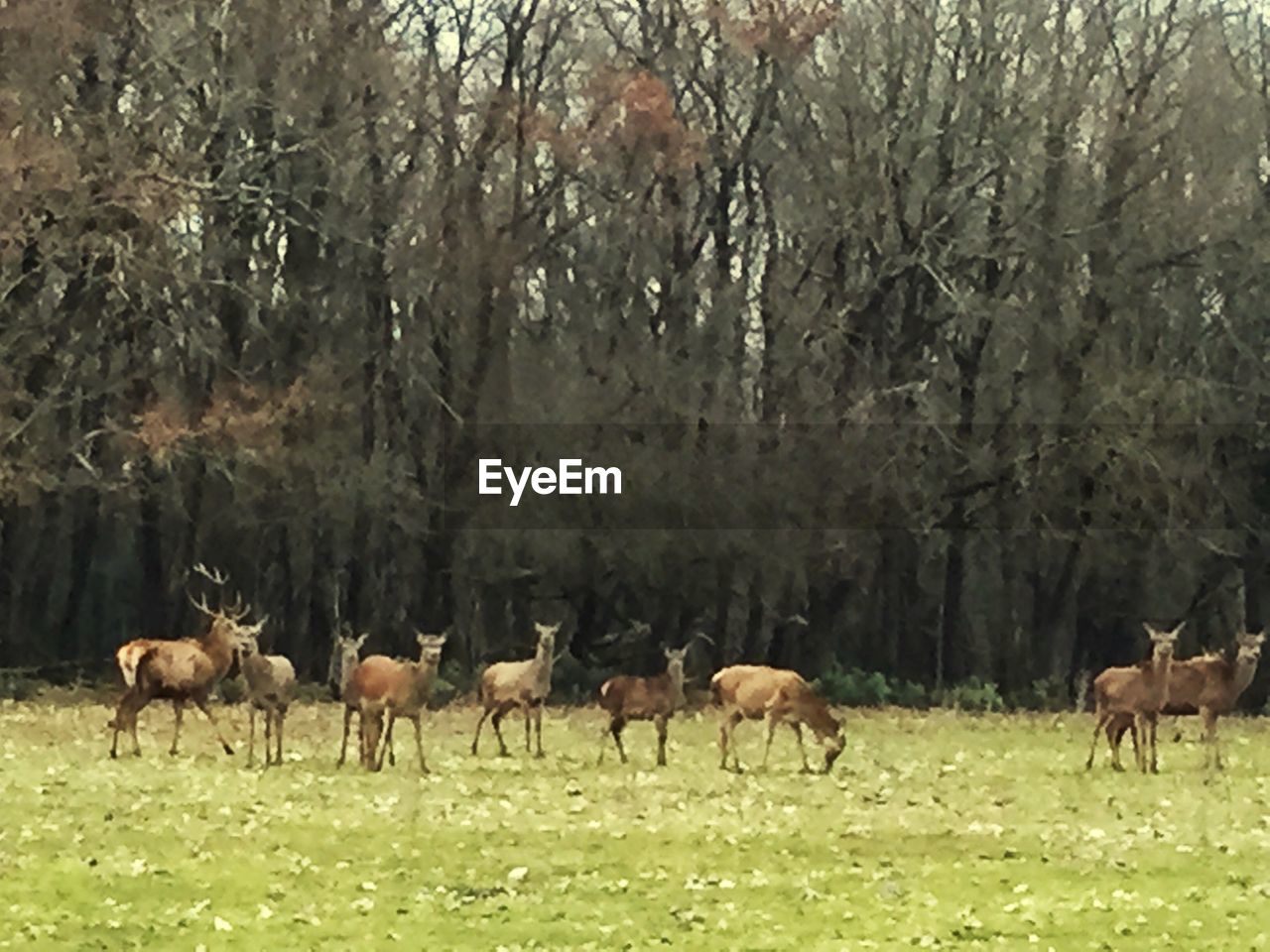 TREES ON GRASSY FIELD