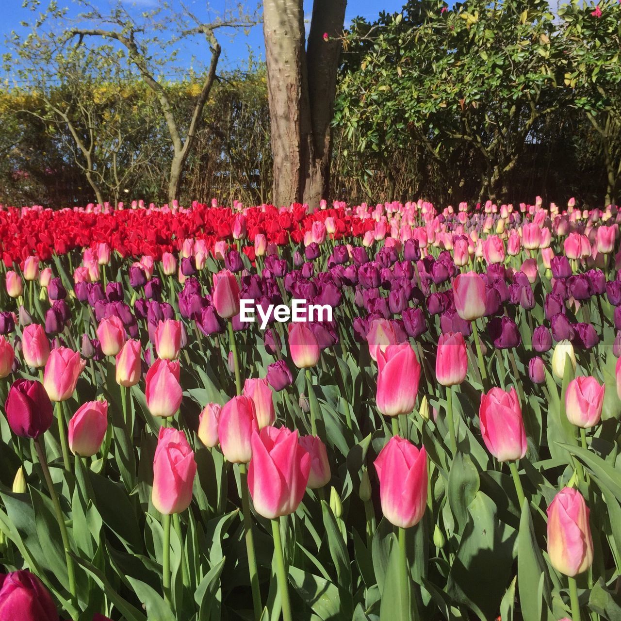 Pink flowers blooming on tree