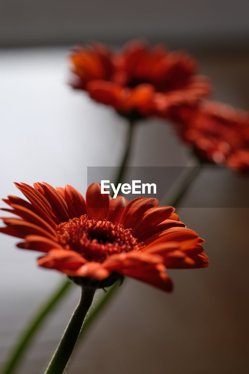 CLOSE-UP OF FRESH RED HIBISCUS BLOOMING AGAINST PLANT