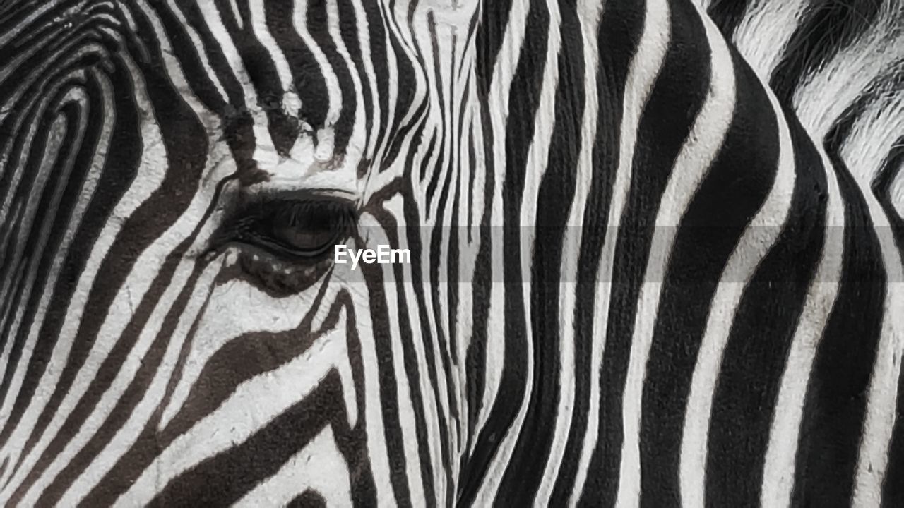 FULL FRAME SHOT OF A ZEBRA