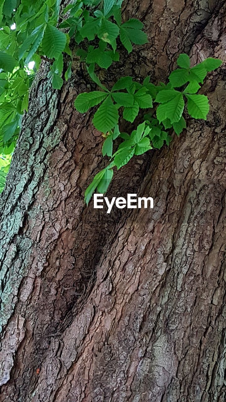 CLOSE-UP OF TREE TRUNK