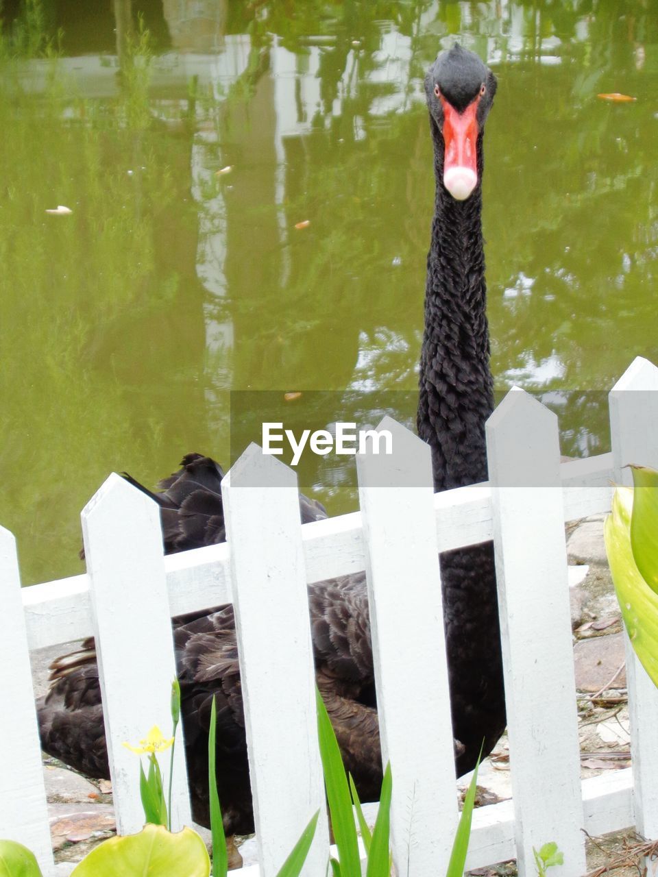 VIEW OF BIRDS ON LAKE