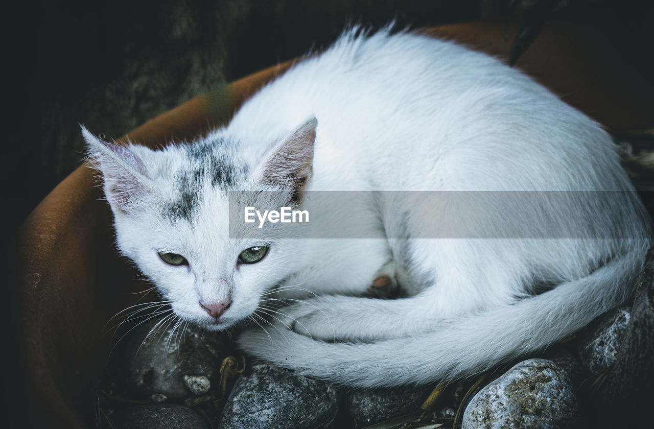 Close-up portrait of a lying white cat