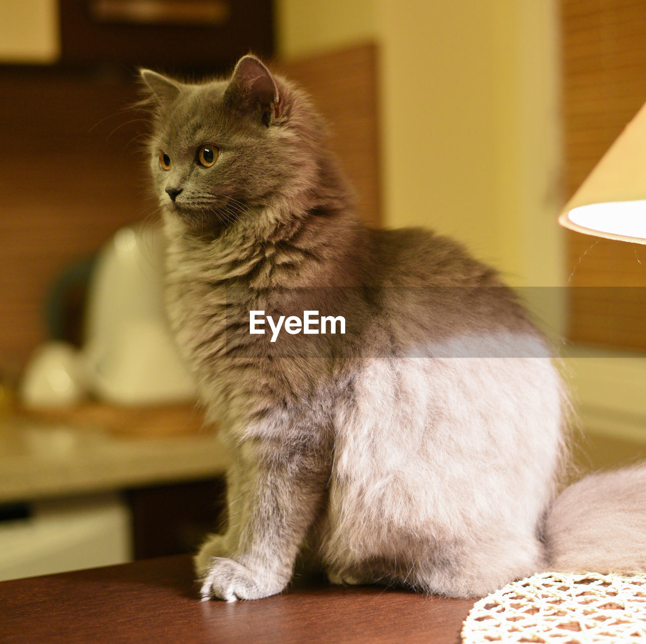 Cat sitting on table at home