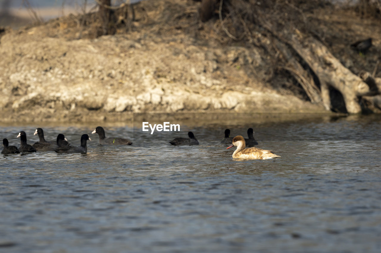 DUCKS SWIMMING IN A LAKE