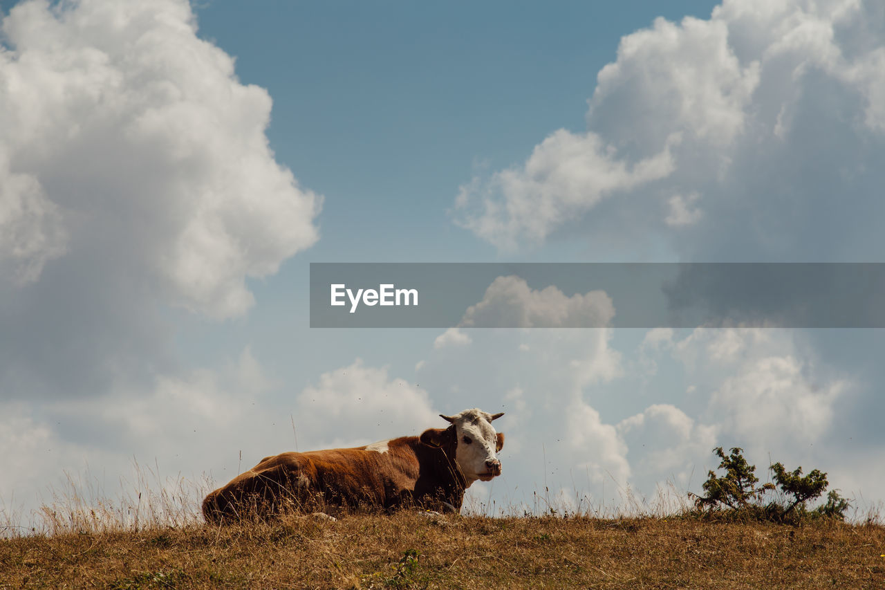 Cow standing on field against sky