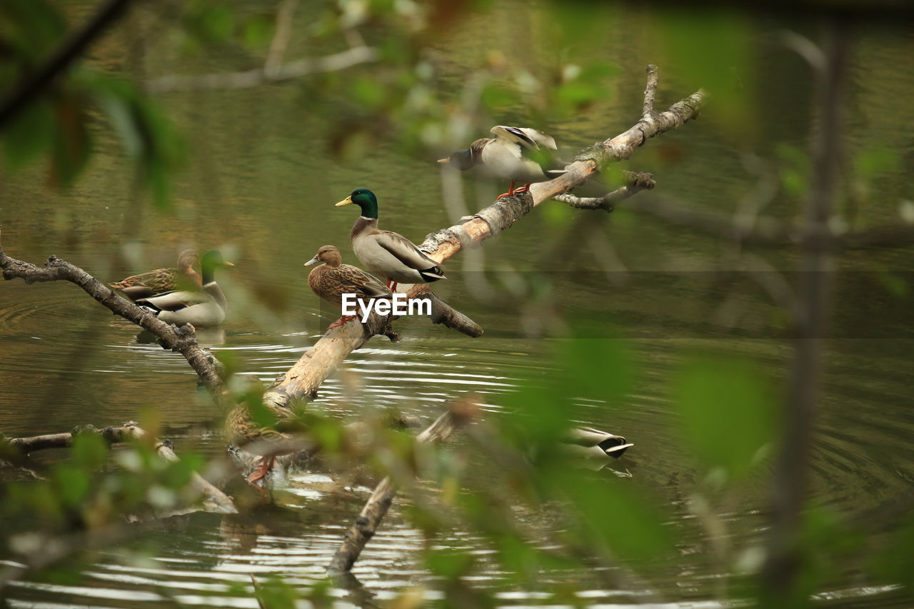 BIRDS PERCHING ON TREE