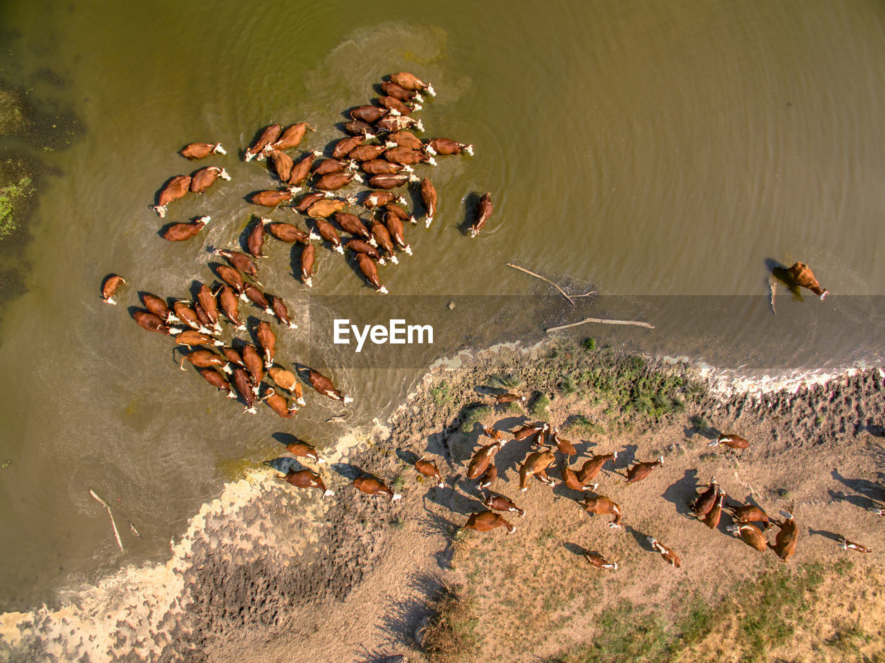 High angle view of cattle herd in water