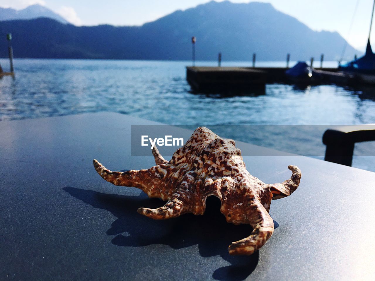 CLOSE-UP OF CRAB ON SHORE