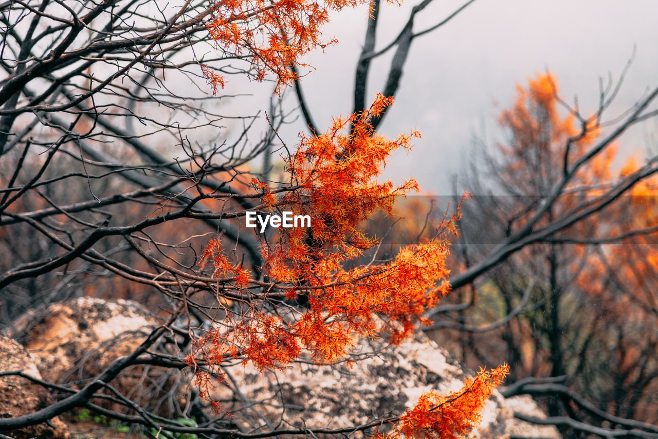 AUTUMN TREE AGAINST SKY