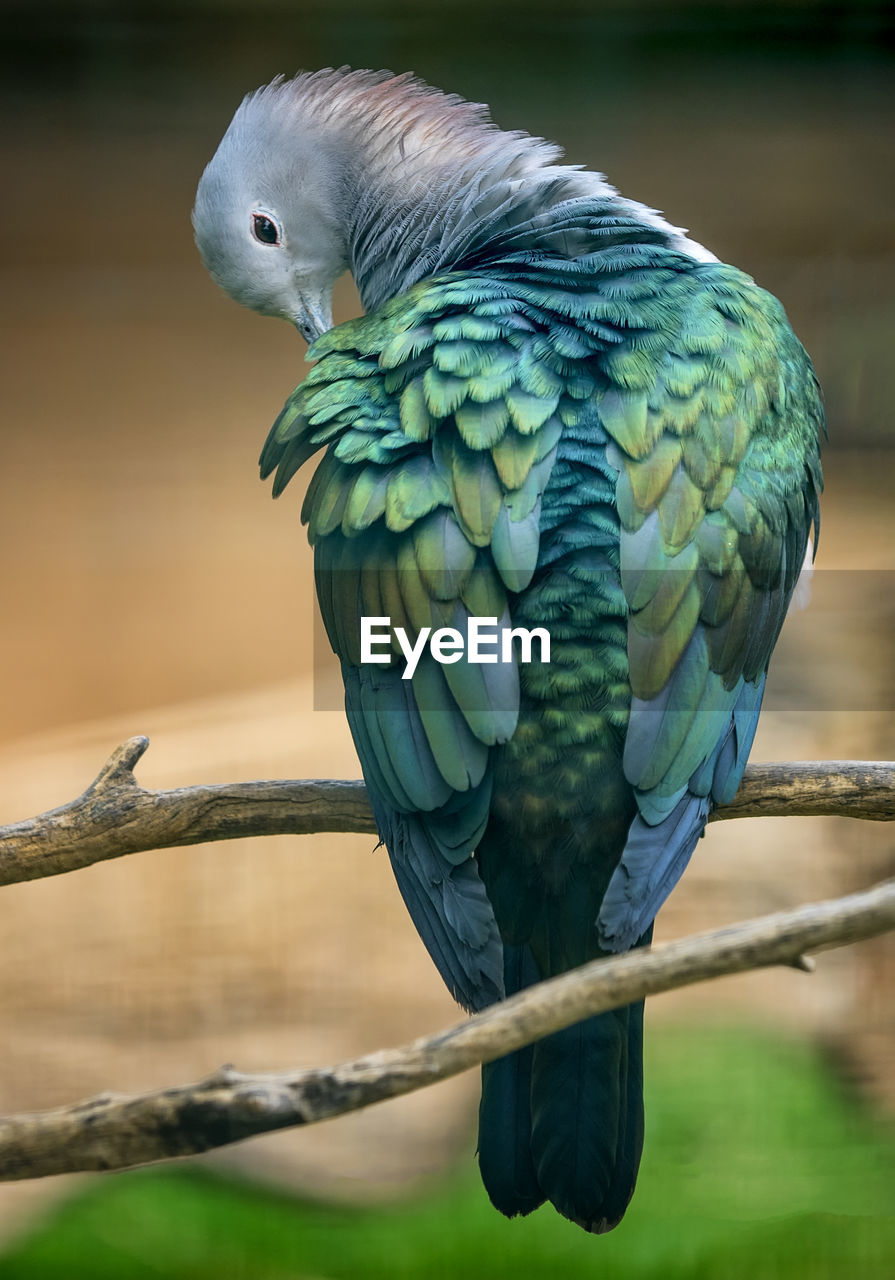 CLOSE-UP OF PEACOCK PERCHING ON BRANCH