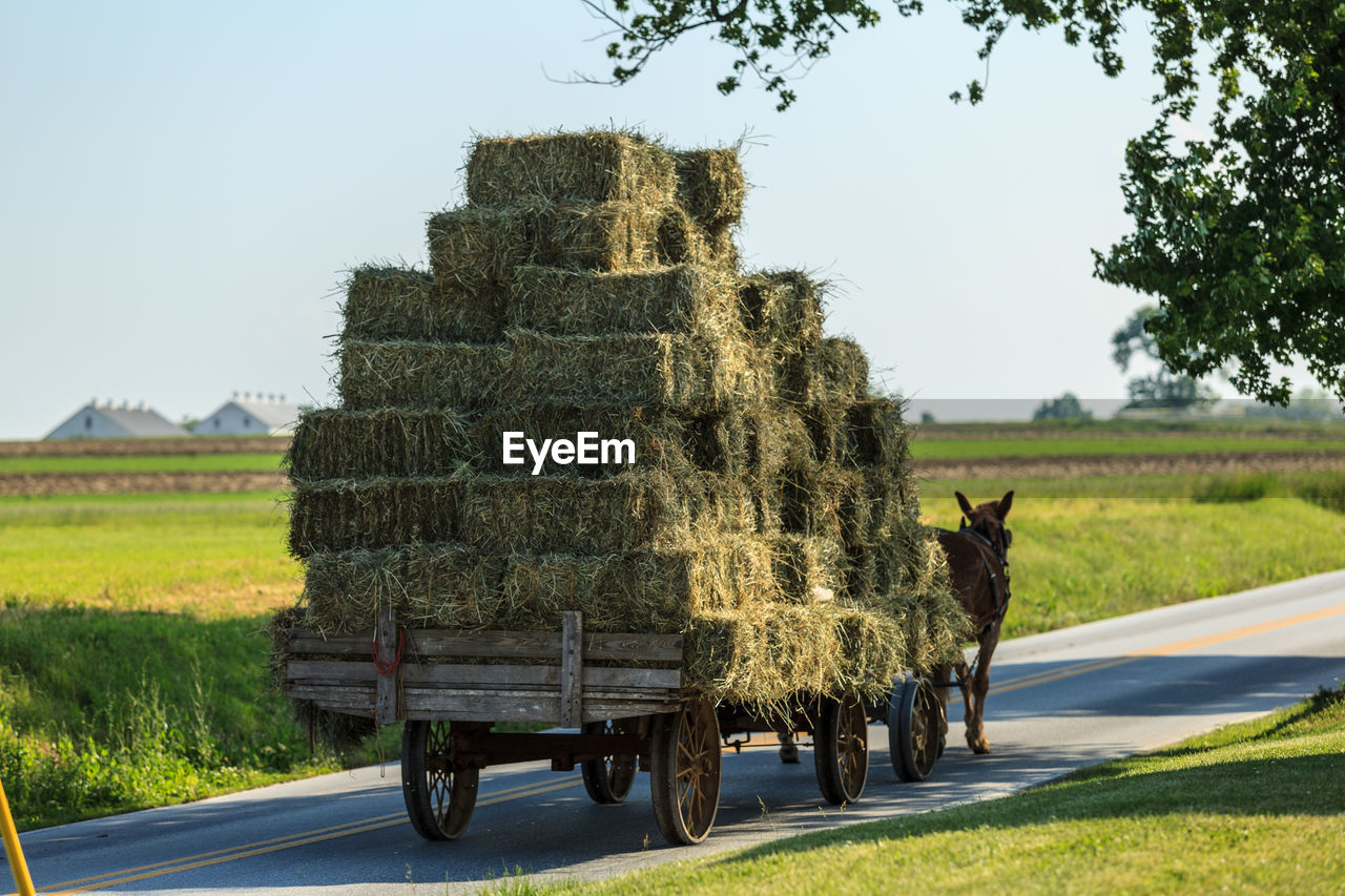 HORSE CART ON ROAD AMIDST TREES