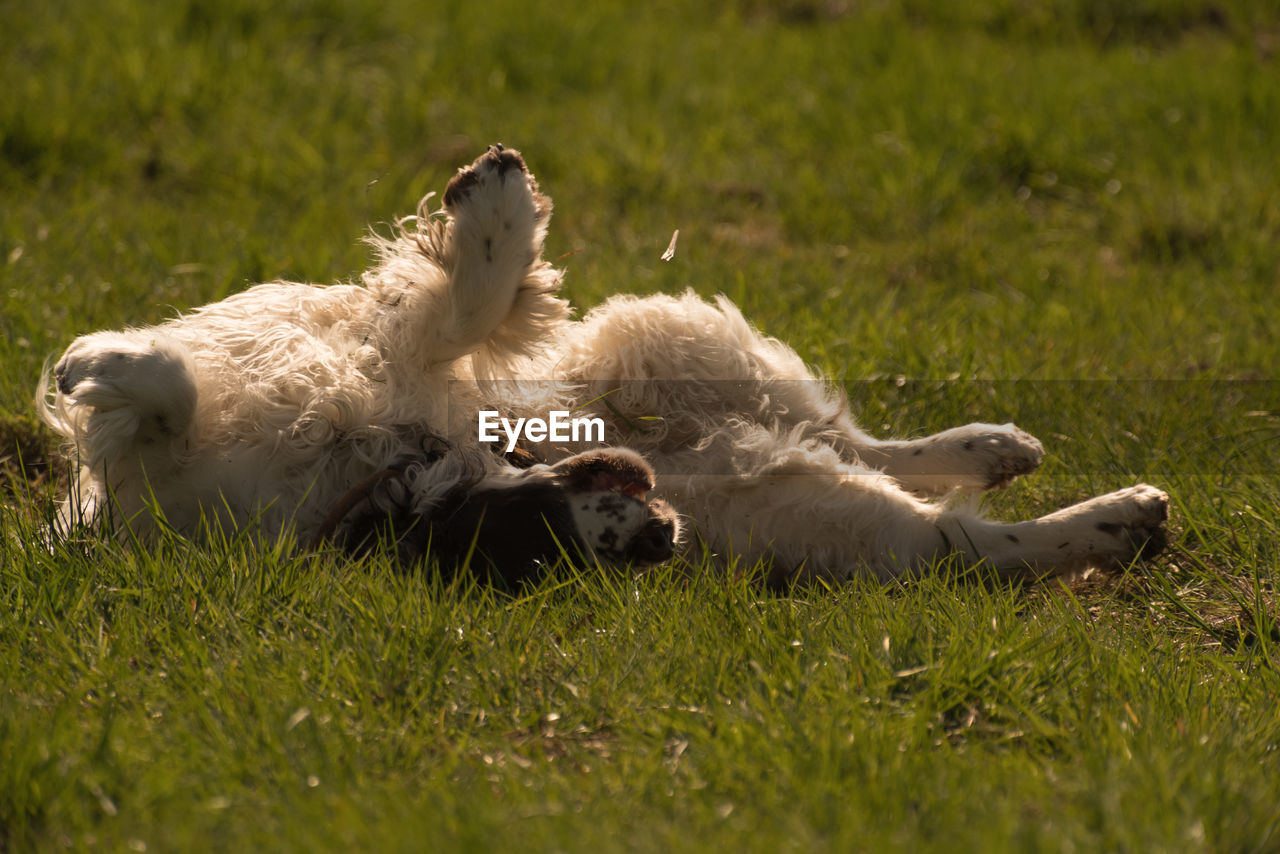 Dog lying down on grass