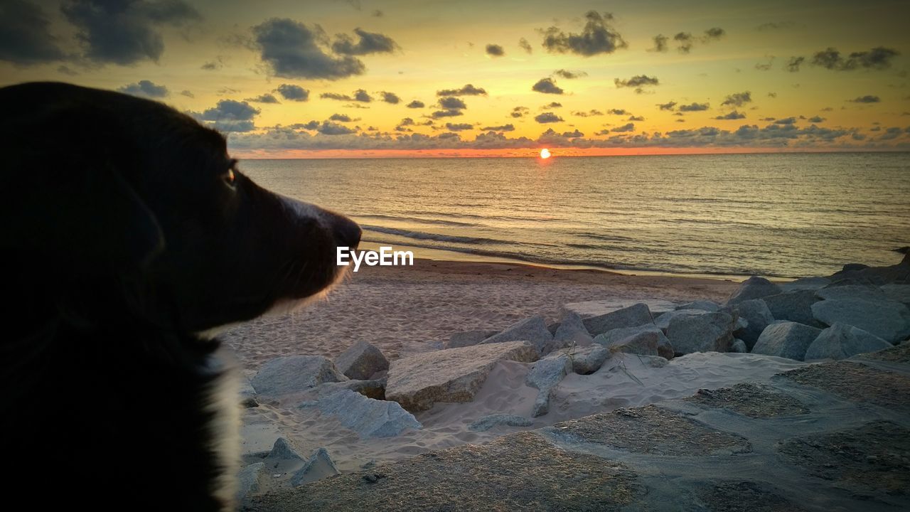 CLOSE-UP OF DOG AT BEACH DURING SUNSET