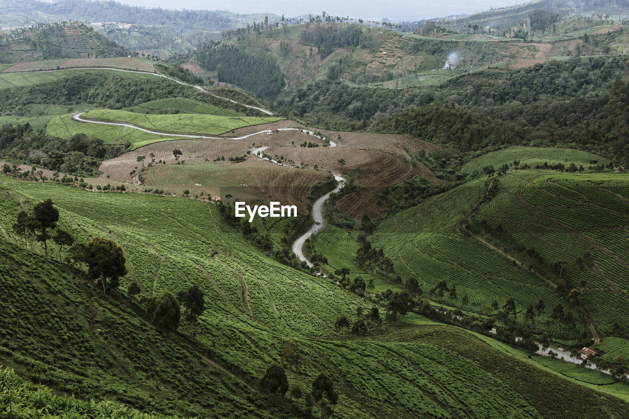 HIGH ANGLE VIEW OF VINEYARD ON FIELD