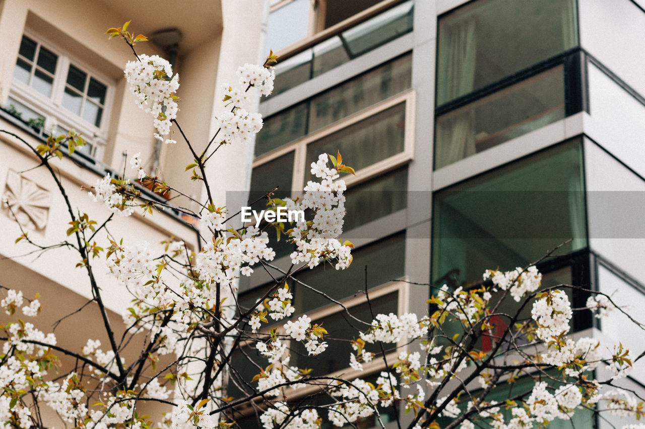 Low angle view of white flowers blooming on tree