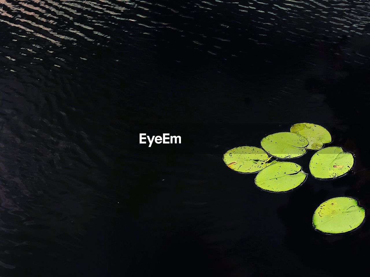 HIGH ANGLE VIEW OF LEAVES FLOATING ON WATER