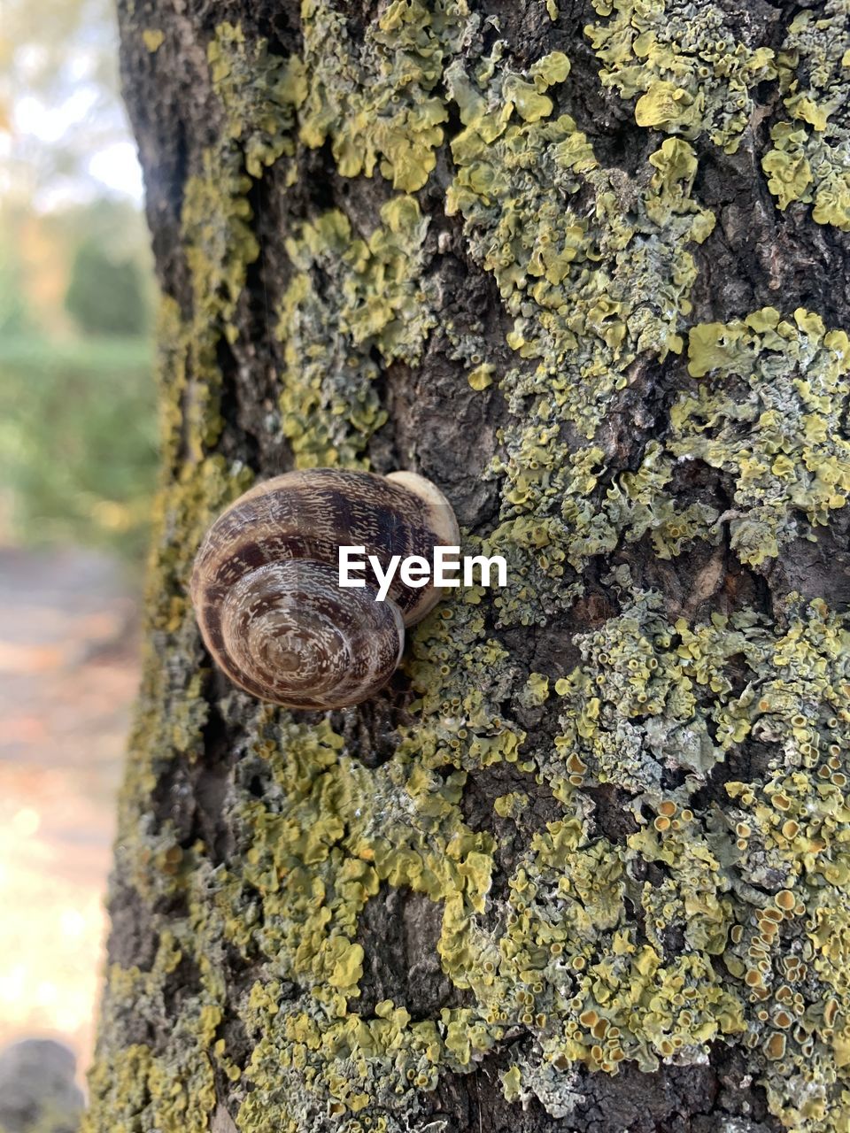 SNAIL ON TREE TRUNK