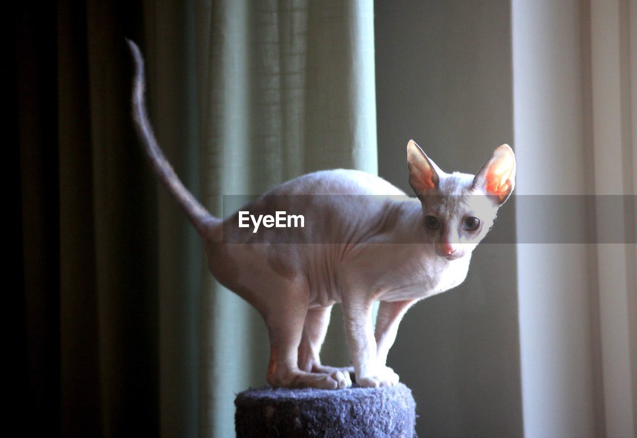 Close-up of cornish rex kitten 