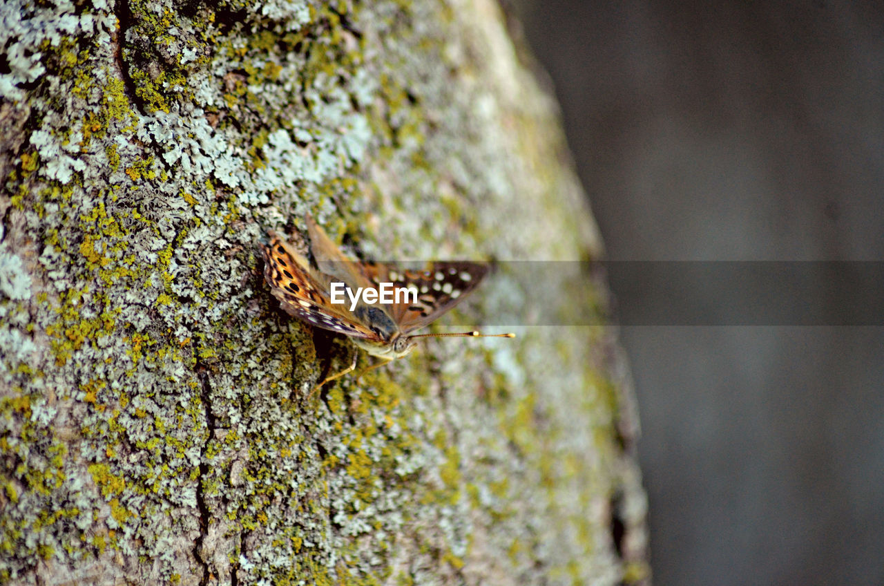 Close-up of butterfly on bark tree