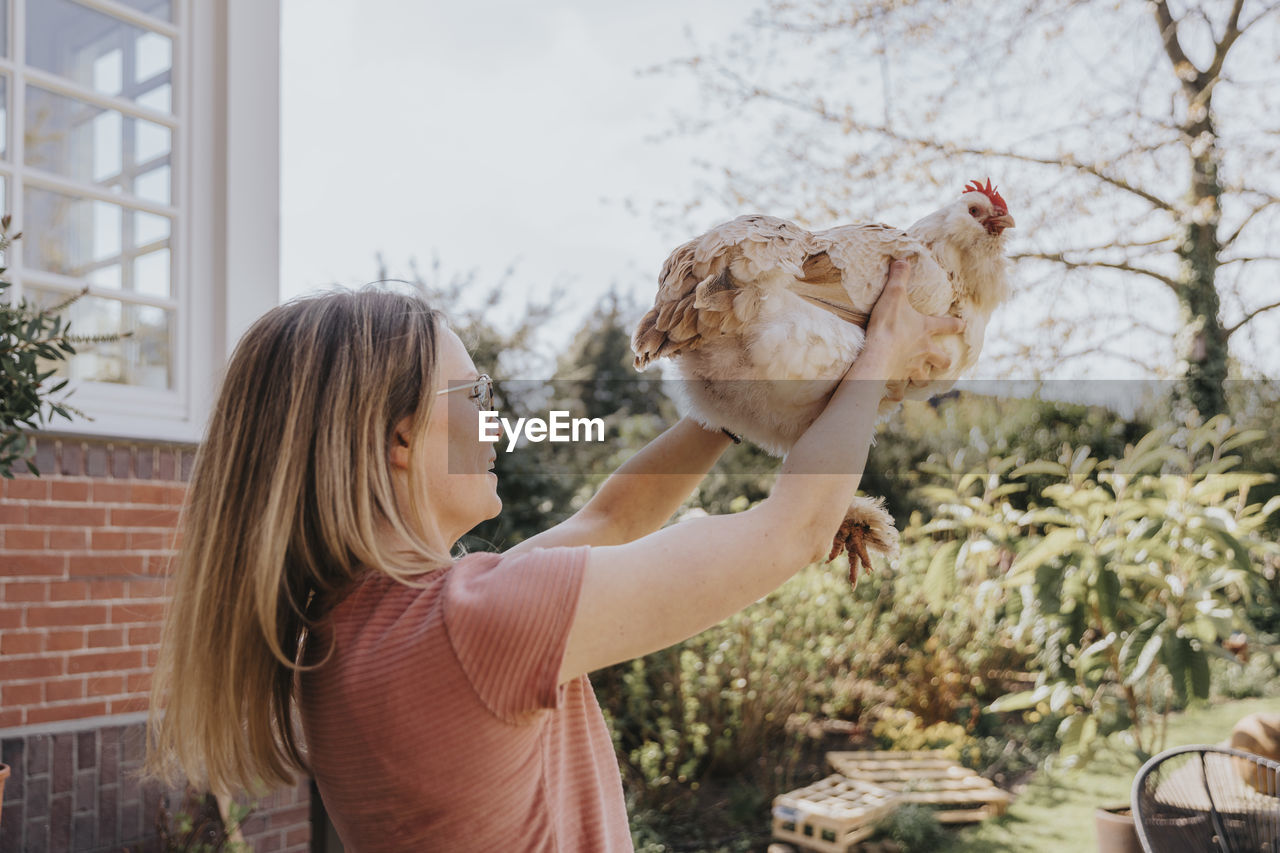 Mid adult woman picking up chicken at backyard