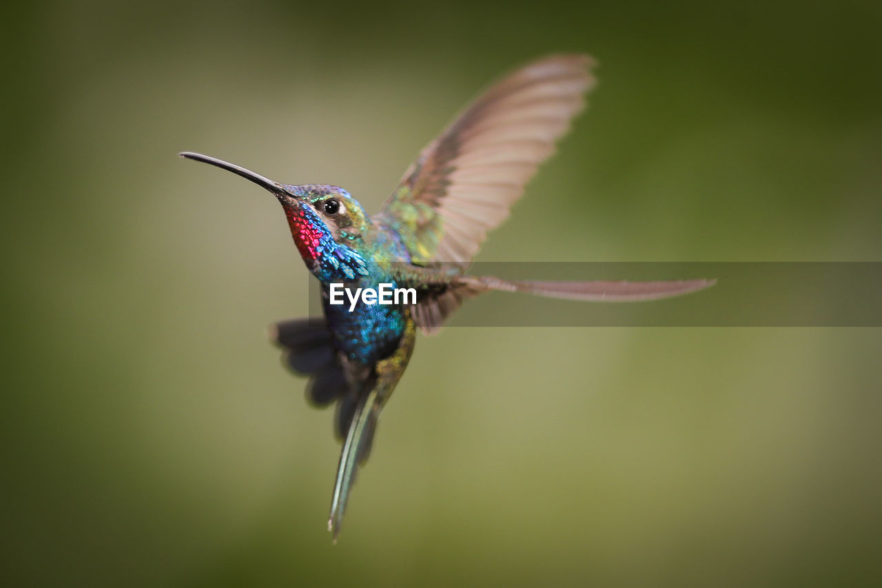 Close-up of bird flying