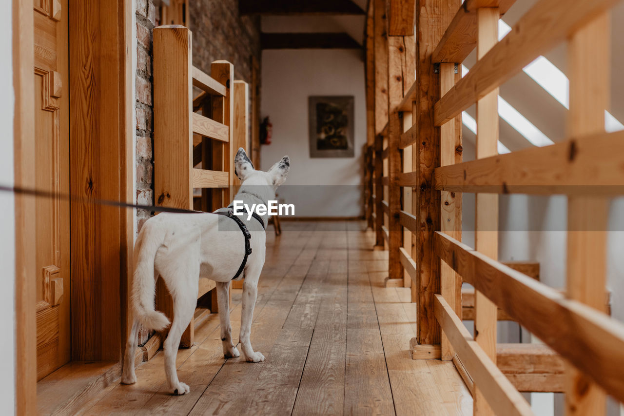 View of dog standing on wooden floor