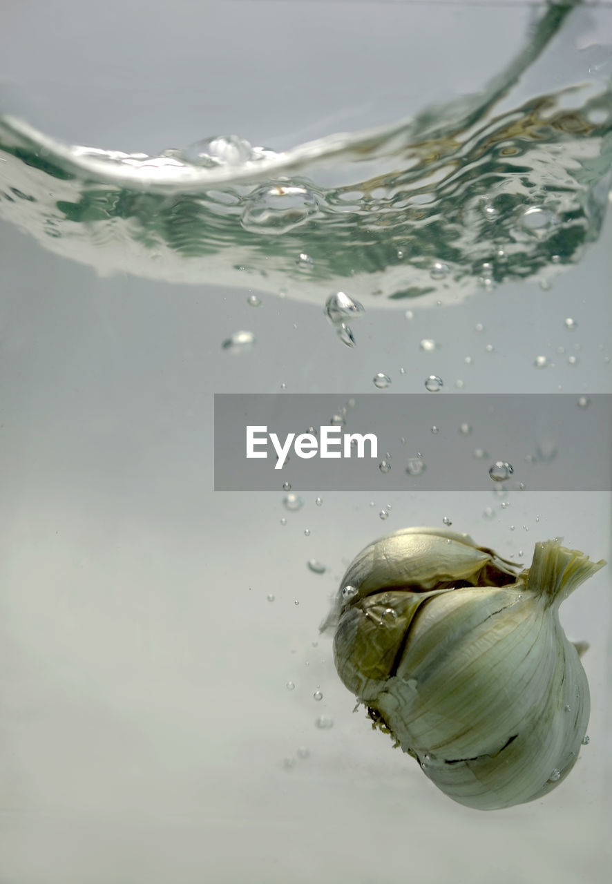 Close-up of garlic in water against white background