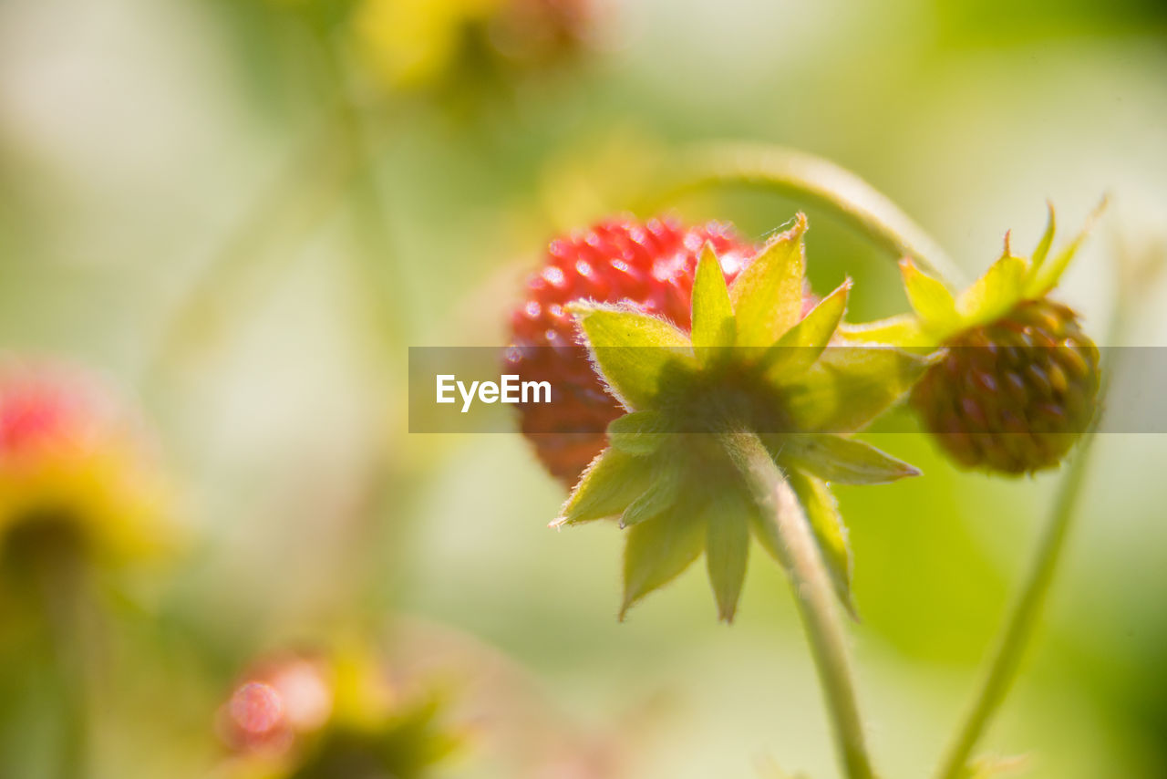 Close-up of flowering plant