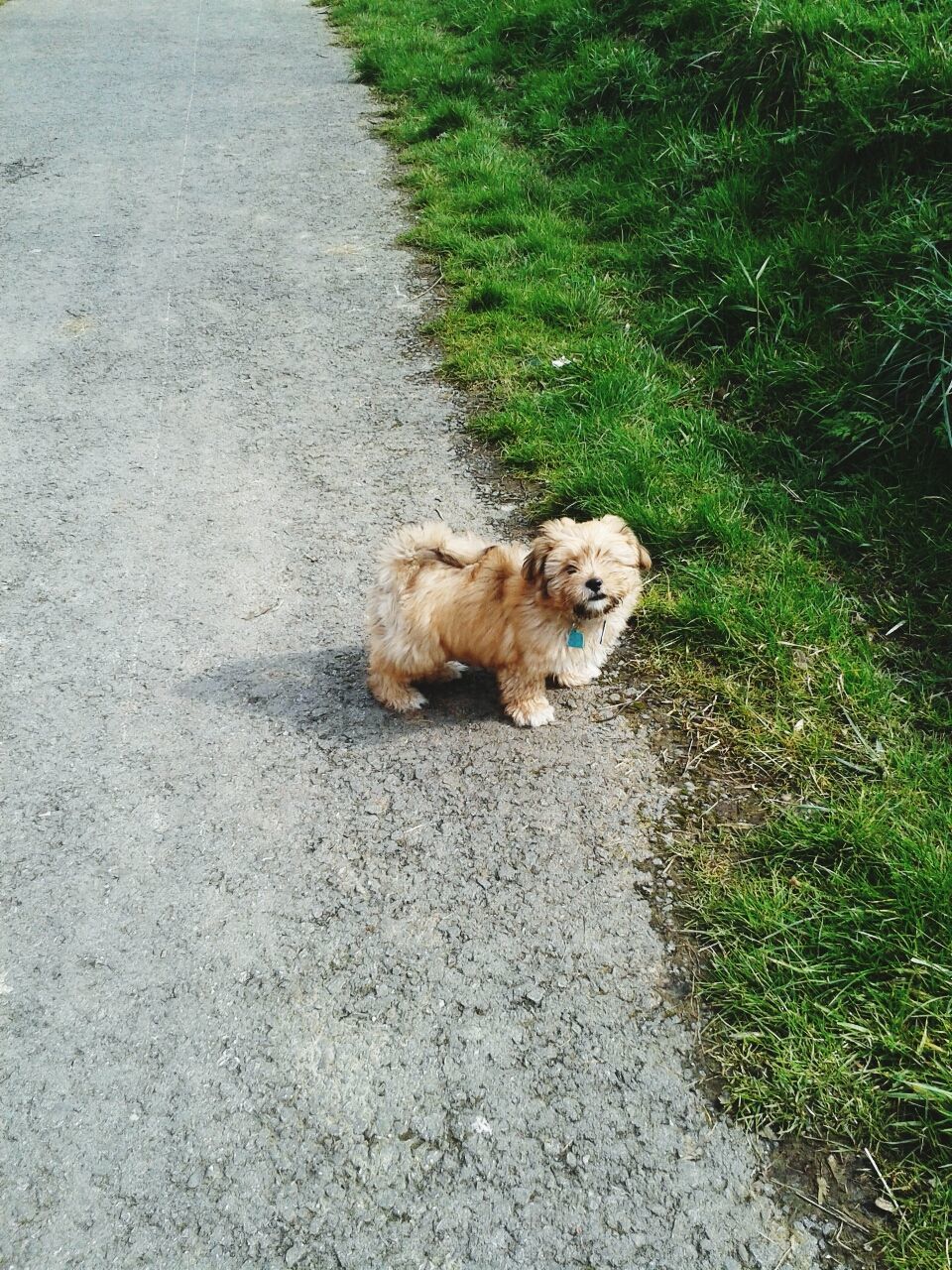 Portrait of dog on road