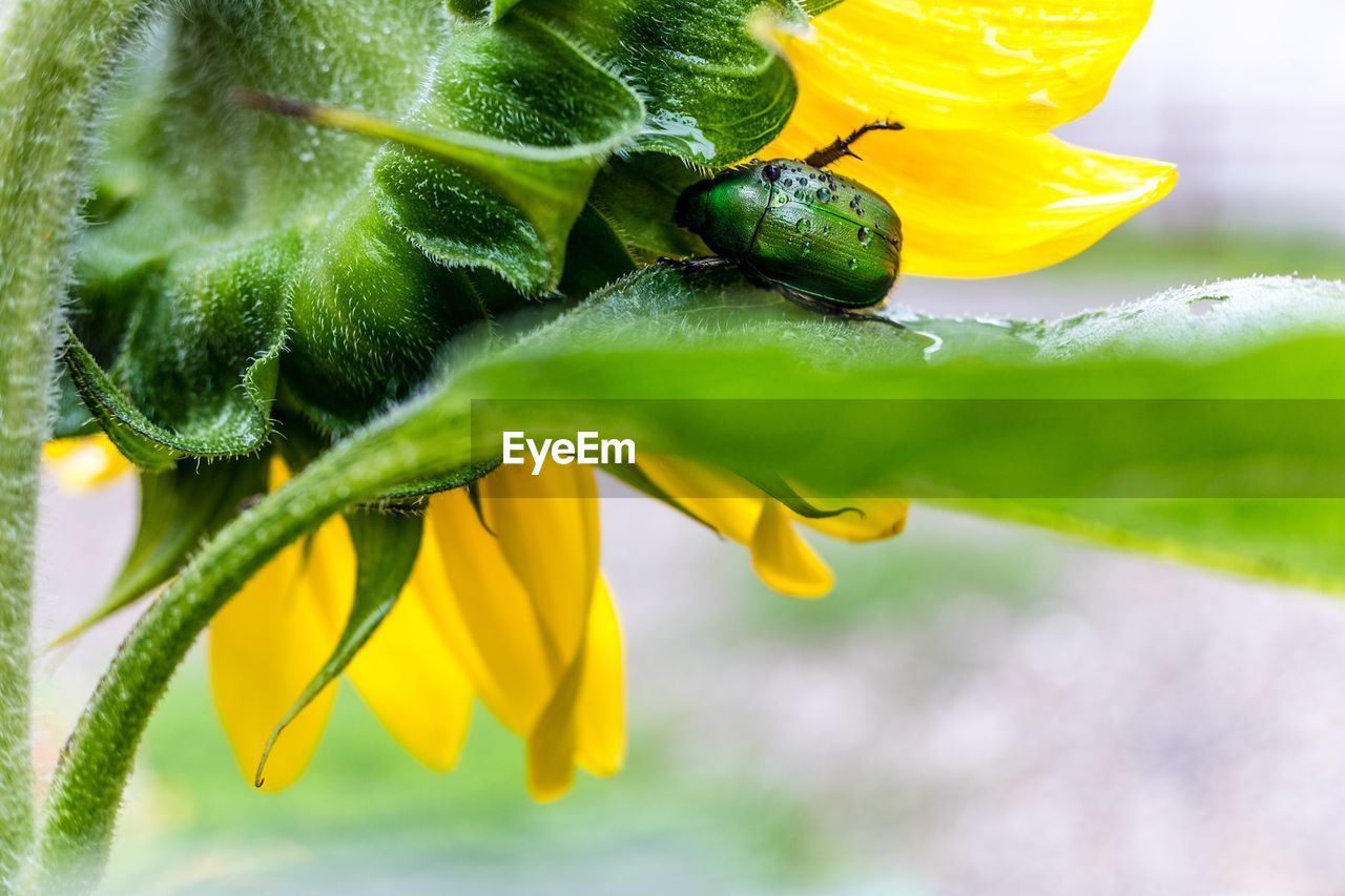 Close-up of green beetle on sunflower