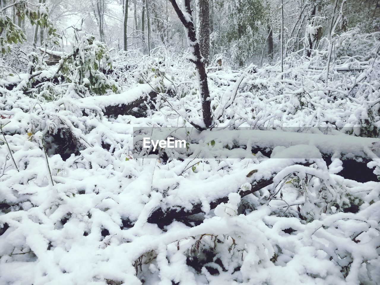 SNOW COVERED TREES ON FIELD