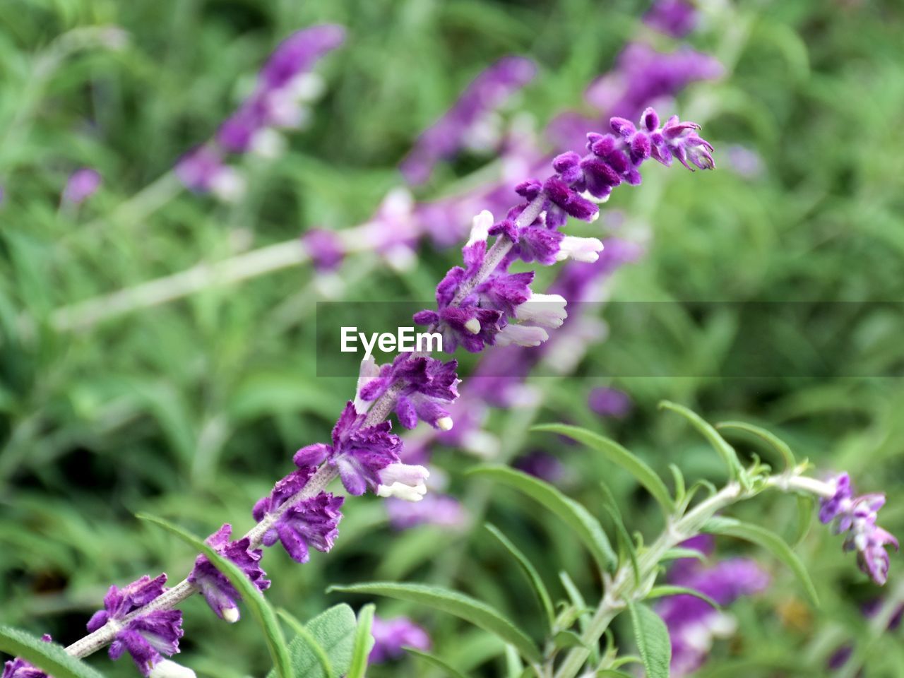 CLOSE-UP OF PURPLE FLOWERS ON PLANT