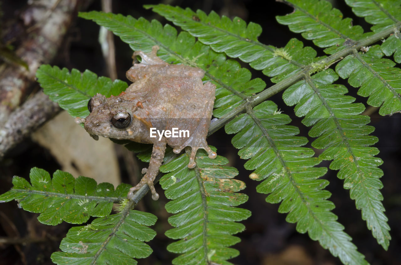 CLOSE-UP OF GRASSHOPPER ON PLANT