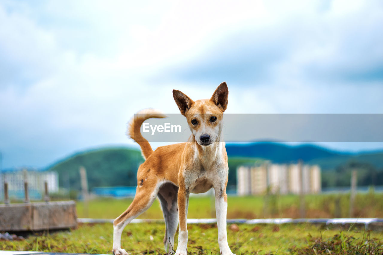 Portrait of dog standing on field