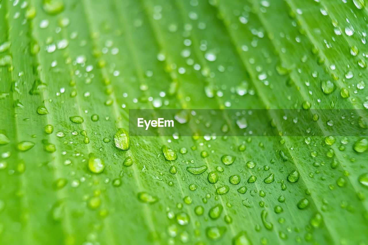 FULL FRAME SHOT OF WET LEAF