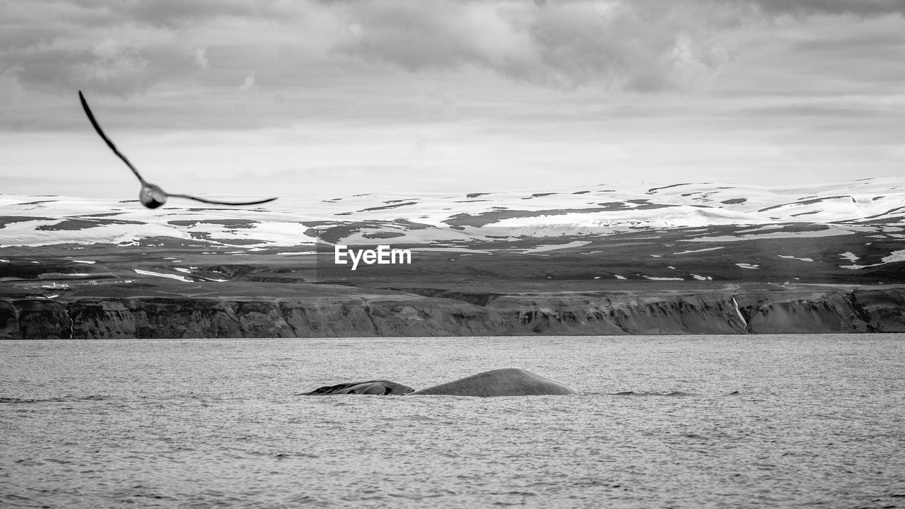 Bird flying over whales swimming in sea against snow landscape