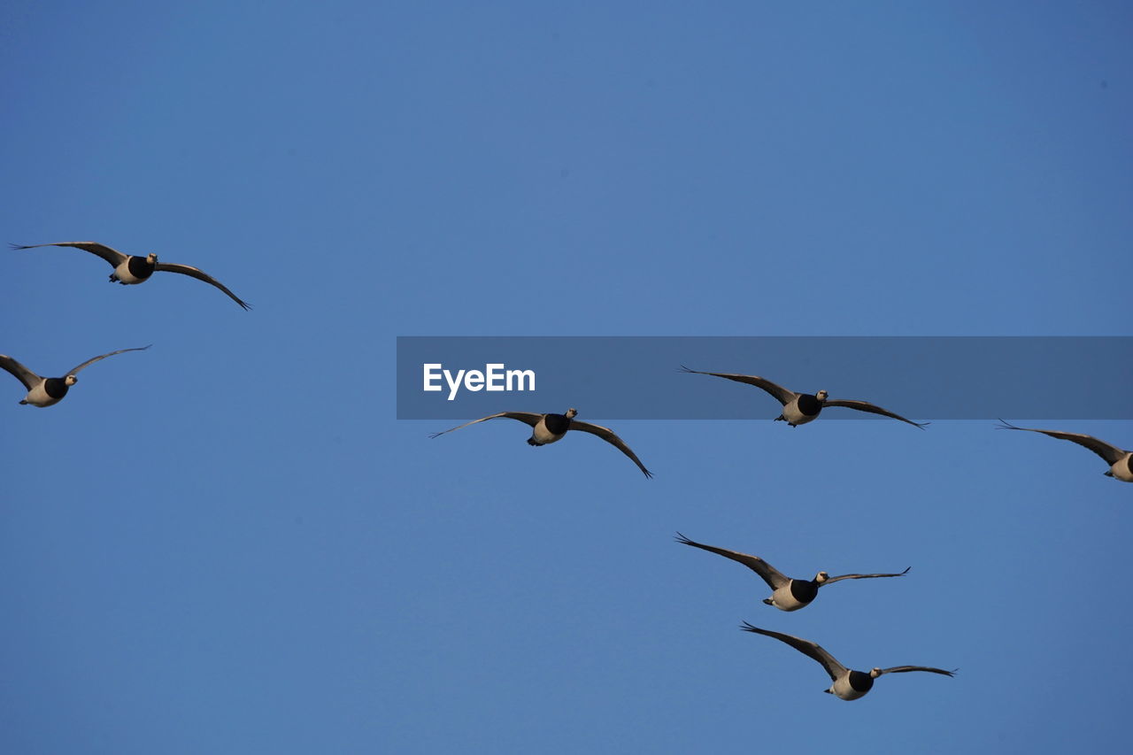 LOW ANGLE VIEW OF BIRDS FLYING AGAINST CLEAR SKY