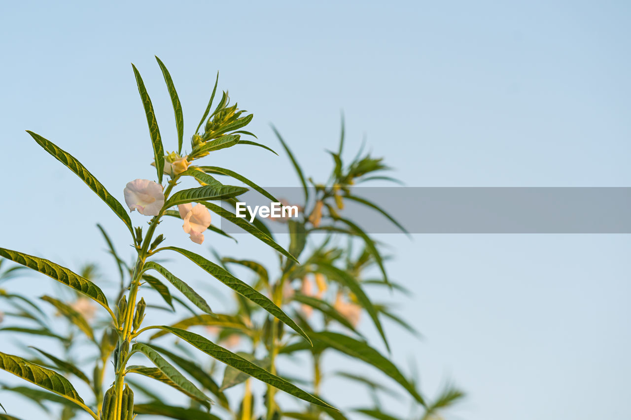 Farmland in the growth of sesame on tree in sesame plants