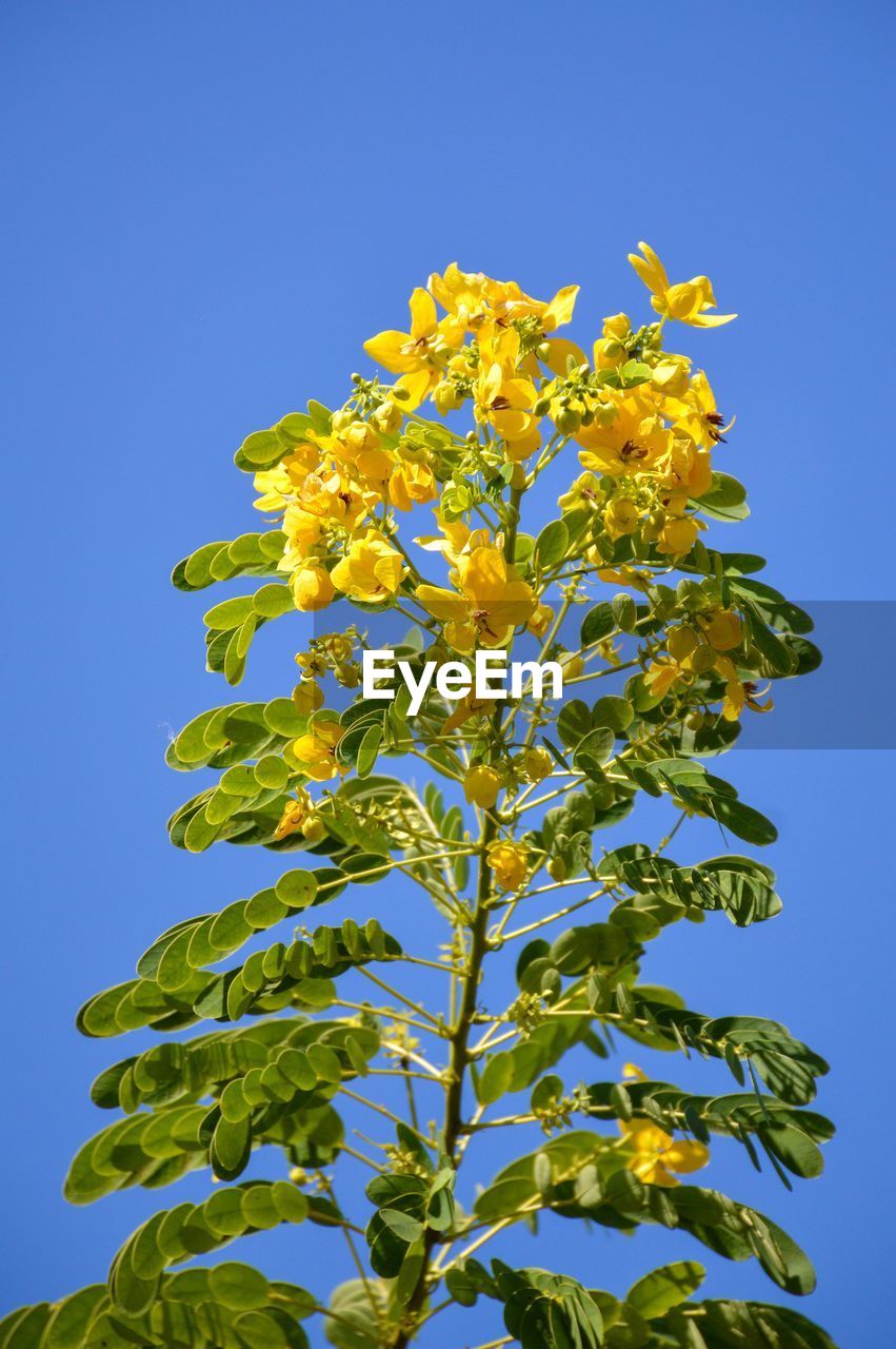 LOW ANGLE VIEW OF YELLOW FLOWERING PLANTS AGAINST CLEAR BLUE SKY