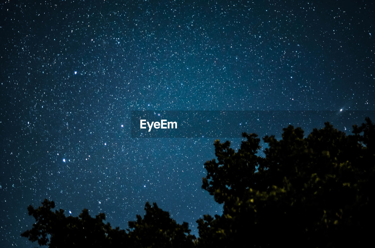 LOW ANGLE VIEW OF SILHOUETTE TREES AGAINST STAR FIELD