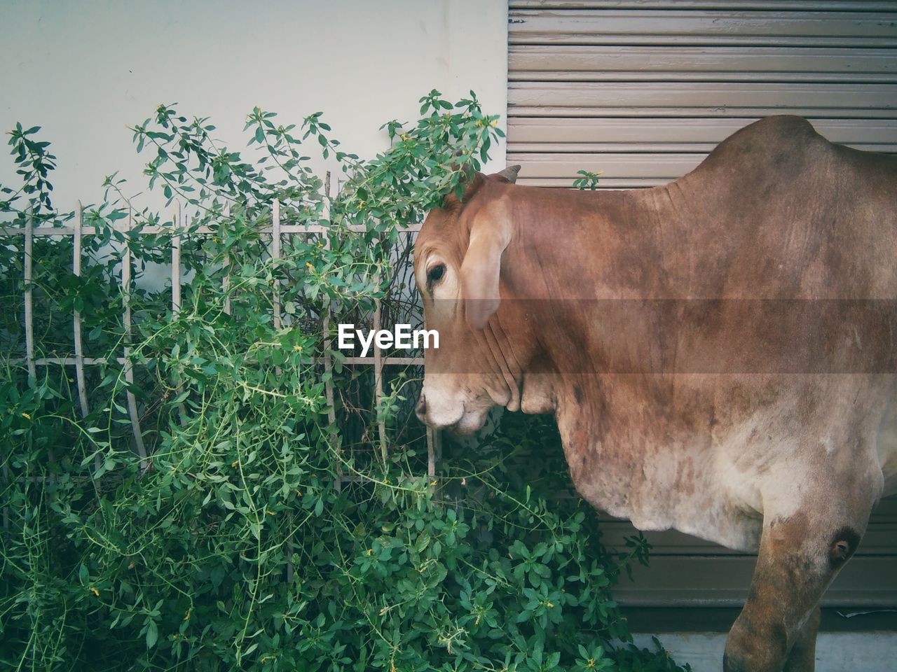 Cow by plants against wall