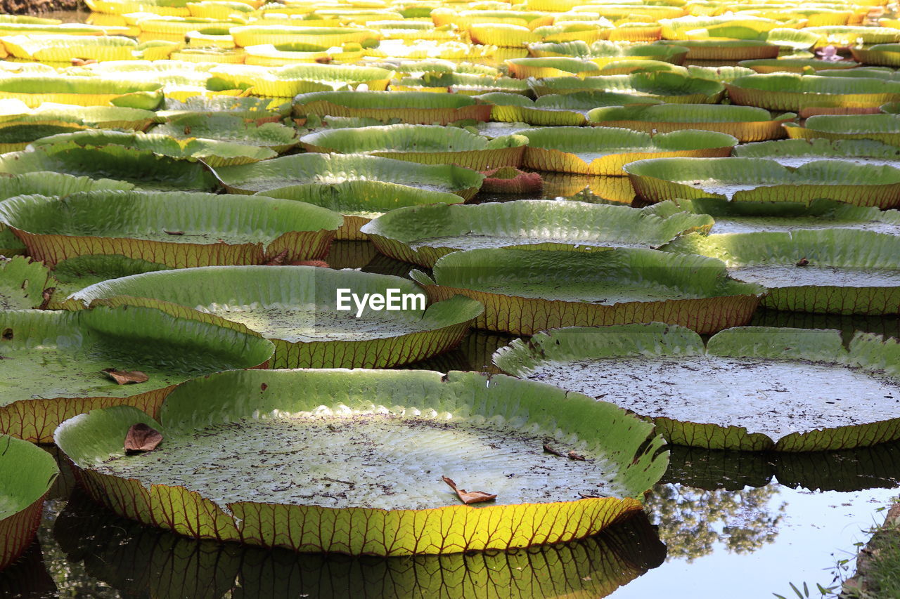 High angle view of lotus leaves floating in pond